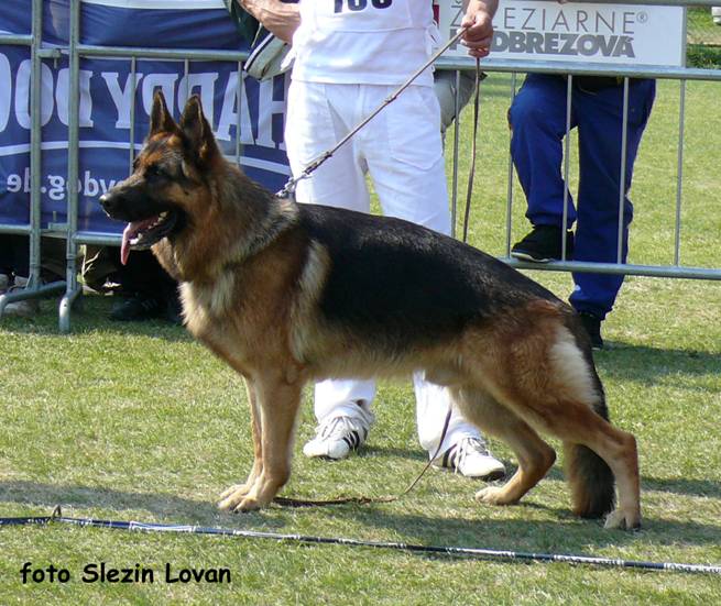 Interesting German Shepherd Information – Why This Breed?